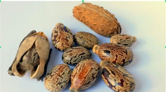 ما هي فوائد حبة الملوك؟.. علاج شعبي قوي قد يتحول إلى سم قاتل