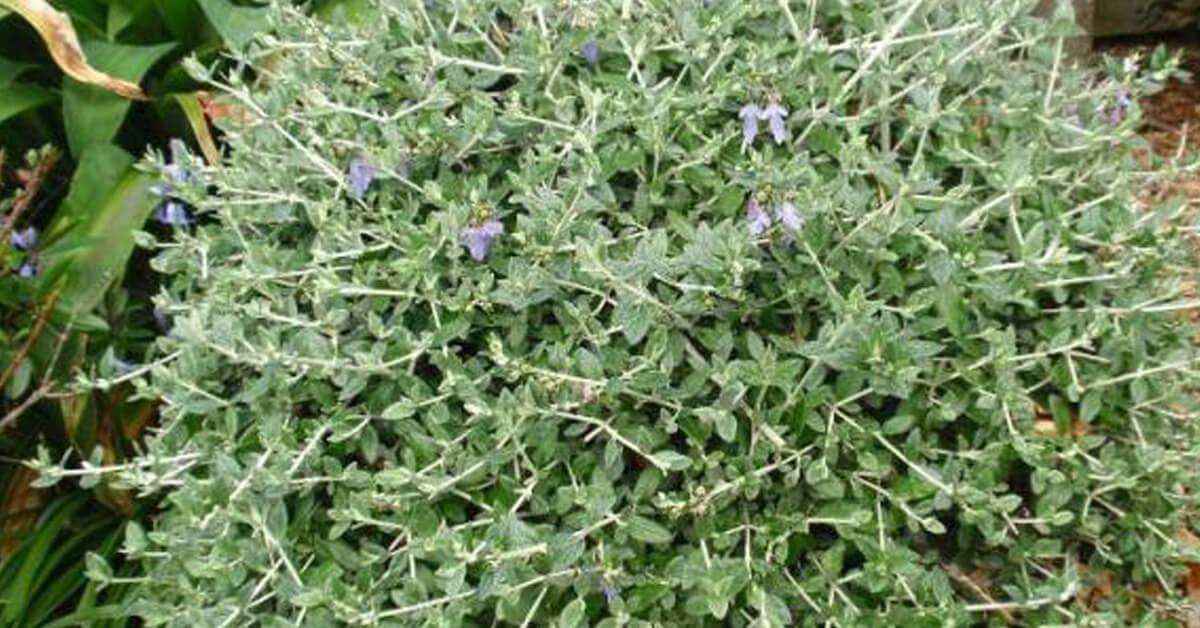 عشبة الجعدة.. استخدامات صحية ومحاذير طبية للحوامل والمرضعات والأطفال