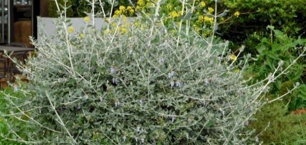 عشبة الجعدة.. استخدامات صحية ومحاذير طبية للحوامل والمرضعات والأطفال