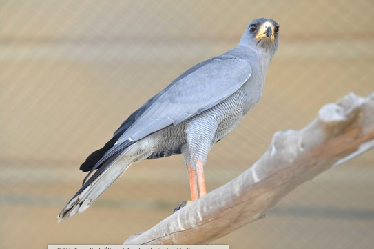 البحرين تستكمل مبادراتها المستدامة محليًا ودوليًا للحفاظ على البيئة ومكافحة التغيرات المناخية