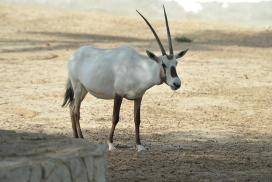 البحرين تستكمل مبادراتها المستدامة محليًا ودوليًا للحفاظ على البيئة ومكافحة التغيرات المناخية