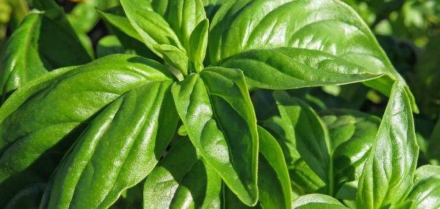 النبتة السحرية للجسم والقولون والوزن.. ما هي فوائد الحبق؟