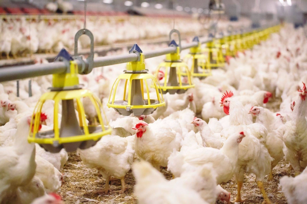 السعودية.. برنامج تطوير الثروة الحيوانية والسمكية يعلن توطين تقنية "فيچ قارد" لتعزيز سلامة وجودة الغذاء