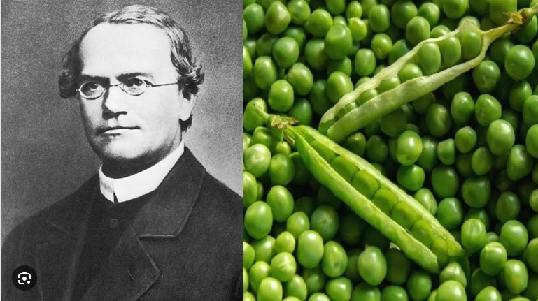 مؤسس علم الوراثة.. فكرة مندل تظهر للنور بعد رفضها 34 سنة