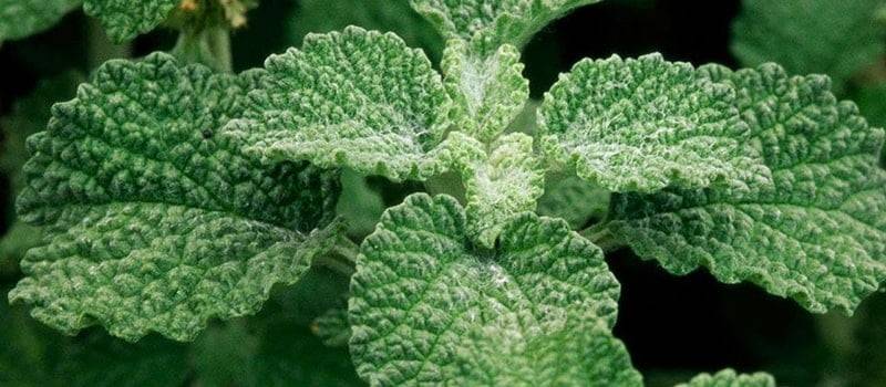 كيف تساعدك عشبة المريوت في علاج السعال والحساسية ونضارة الوجه؟