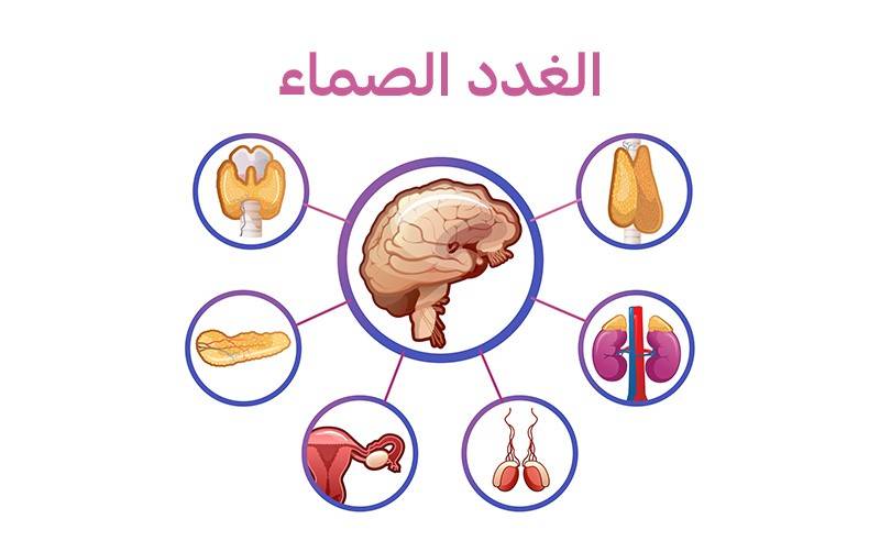 ما هي وظائف الغدد الصماء في الجسم؟