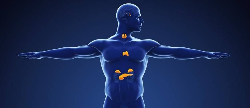 ما هي وظائف الغدد الصماء في الجسم؟