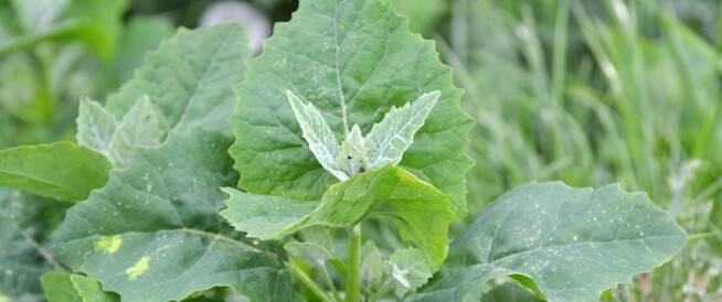 ما هي فوائد القطف؟ عشبة البحر المتوسط التي تقوي المناعة وتحمي العظام