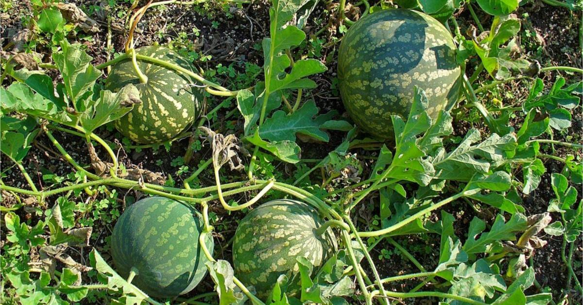 الحنظل.. مرارة شديدة وأسرار صحية مذهلة