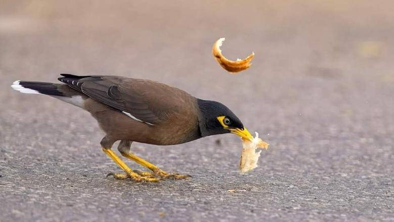 طائر المينا الهندي يجوب العالم.. كيف يوثر سلبيًا على النظام البيئي؟