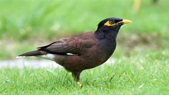 طائر المينا الهندي يجوب العالم.. كيف يوثر سلبيًا على النظام البيئي؟