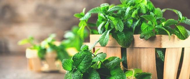 أسراره مذهلة للجسم والشعر والمعدة.. ما هي فوائد النعناع؟