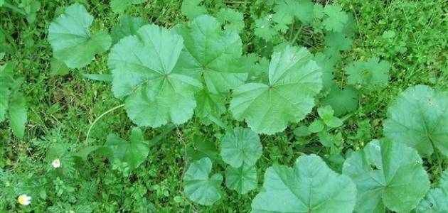 ما هي فوائد الخبيزة؟.. كنز غذائي وجمالي لا غنى عنه