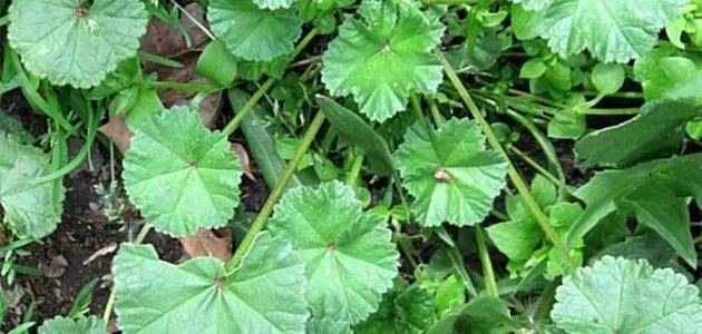 ما هي فوائد الخبيزة؟.. كنز غذائي وجمالي لا غنى عنه