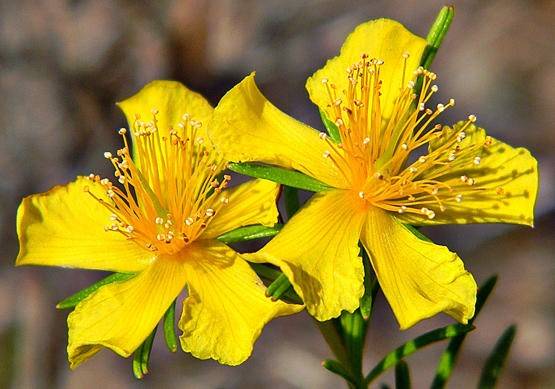 من الاكتئاب إلى اضطرابات الهضم.. كيف تعالجك عشبة القديسين طبيعيًا؟