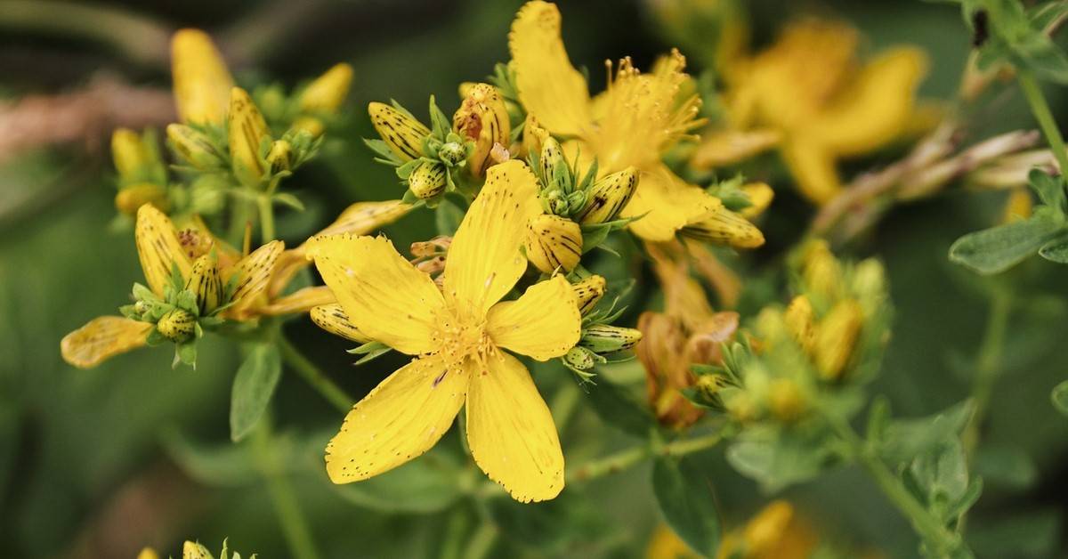 من الاكتئاب إلى اضطرابات الهضم.. كيف تعالجك عشبة القديسين طبيعيًا؟