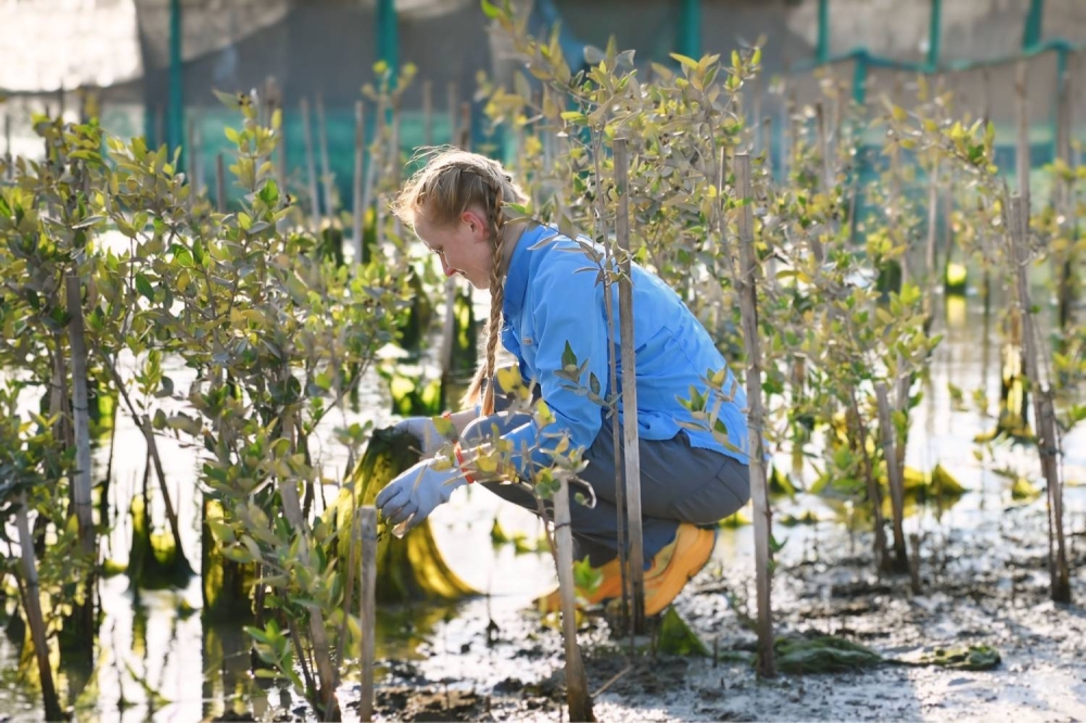 وزارة شؤون البلديات والزراعة تنظم حملة لتنظيف أشجار القرم في حالة أم البيض