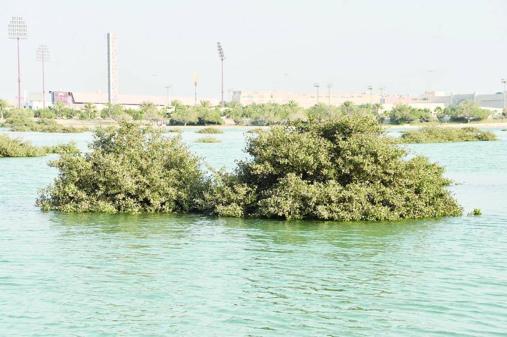 ممثلو وسائل الإعلام الوطنية يُشاركون في زيارة لمحمية دوحة عراد للاطلاع على جهود استزراع أشجار القرم