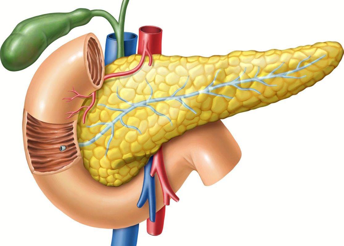قبل الوصول إلى "الهضم الذاتي".. ما هو علاج التهاب البنكرياس؟
