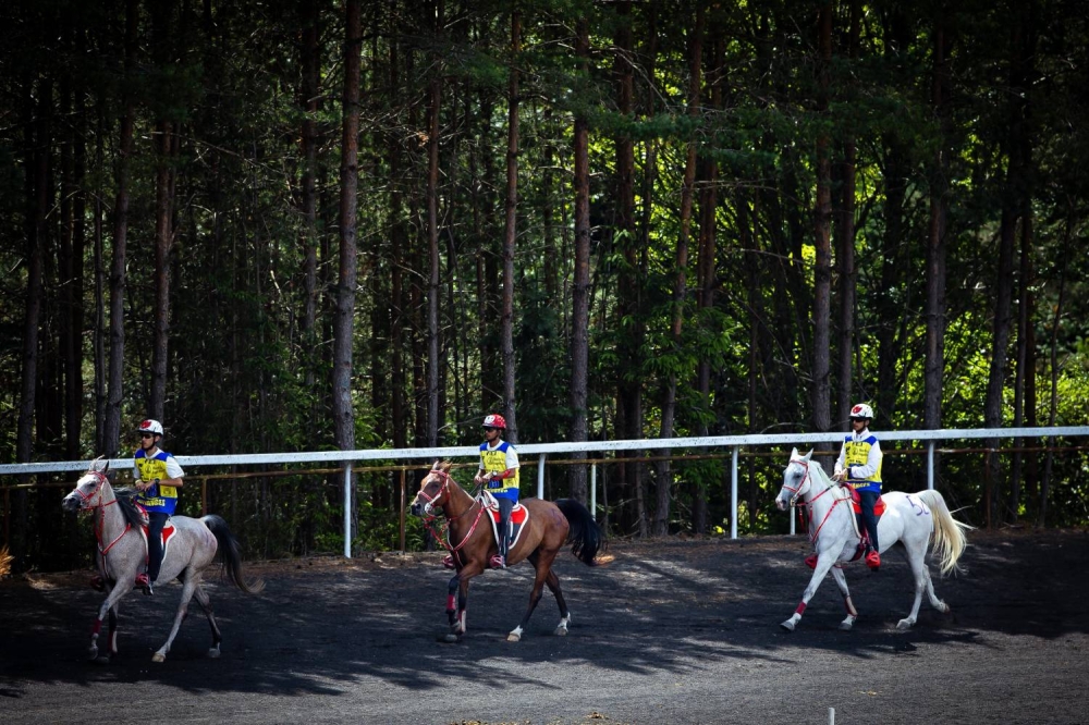 الفريق الملكي للقدرة يشارك في بطولة العالم للجياد عُمْر 8 سنوات بفرنسا