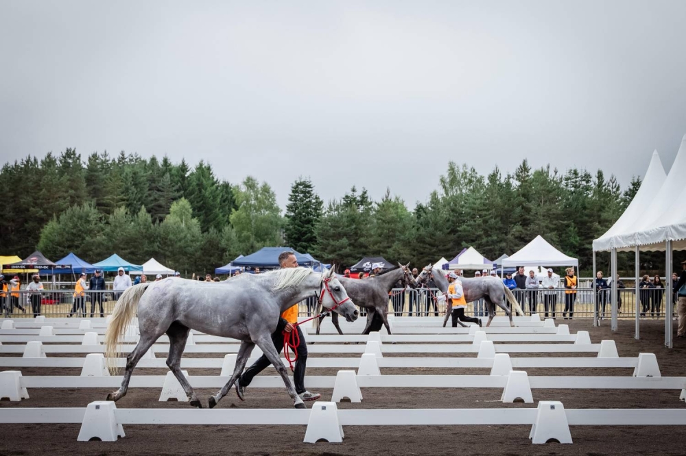 "الملكي للقدرة" يحرز فضية وبرونزية في بطولة العالم للجياد بعمر 8 سنوات