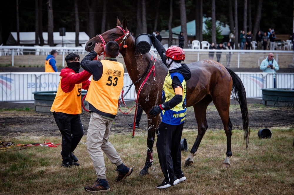 "الملكي للقدرة" يحرز فضية وبرونزية في بطولة العالم للجياد بعمر 8 سنوات