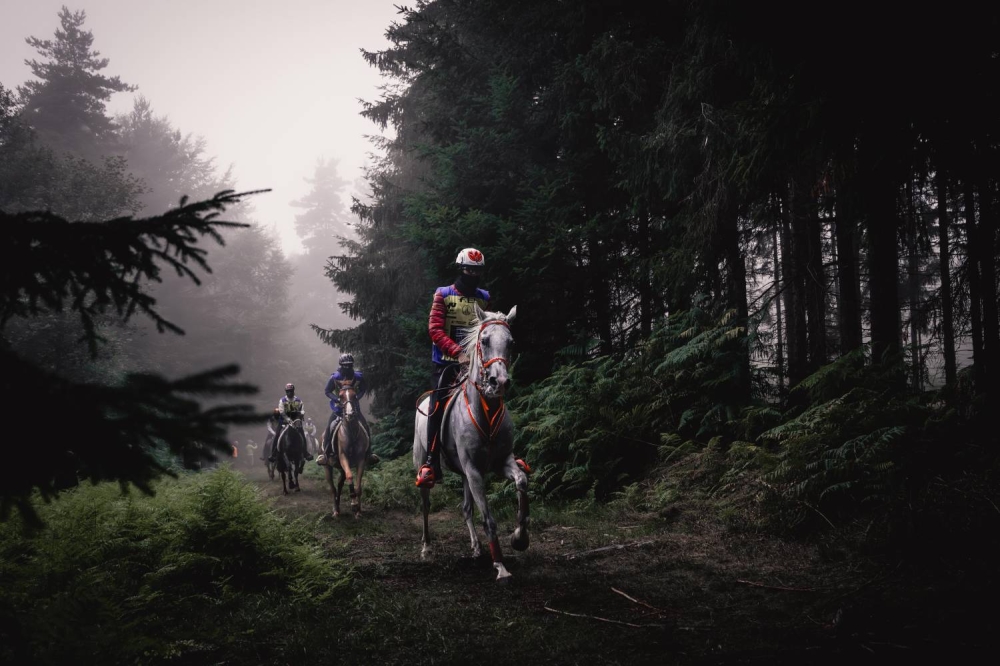 "الملكي للقدرة" يحرز فضية وبرونزية في بطولة العالم للجياد بعمر 8 سنوات