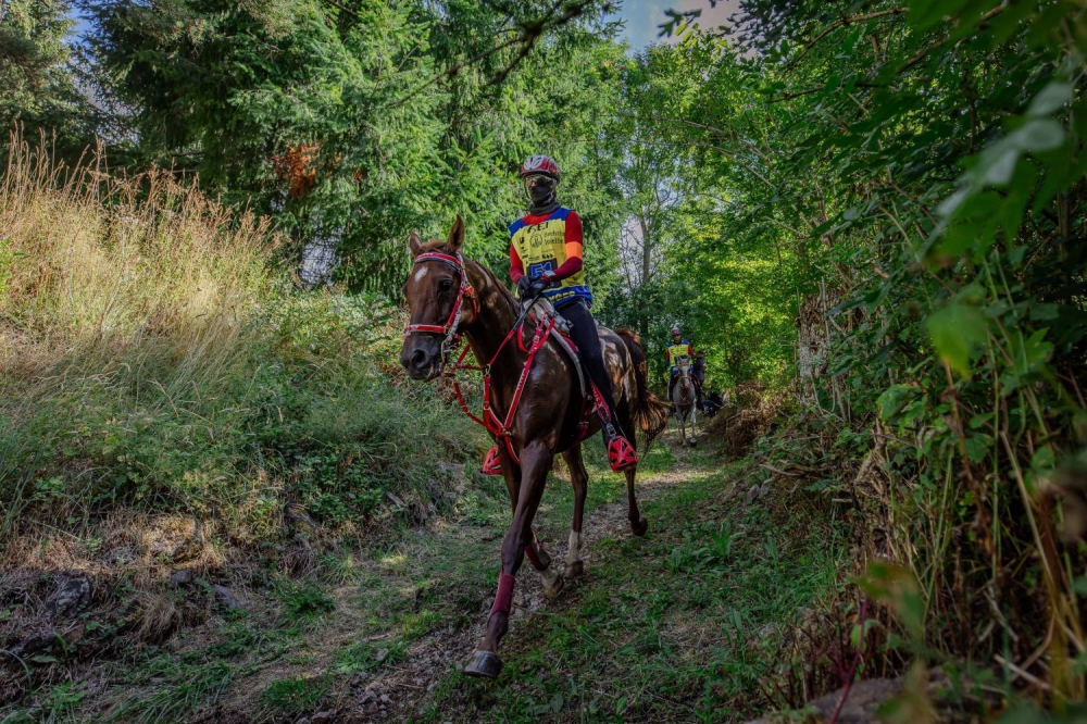 "الملكي للقدرة" يحرز فضية وبرونزية في بطولة العالم للجياد بعمر 8 سنوات