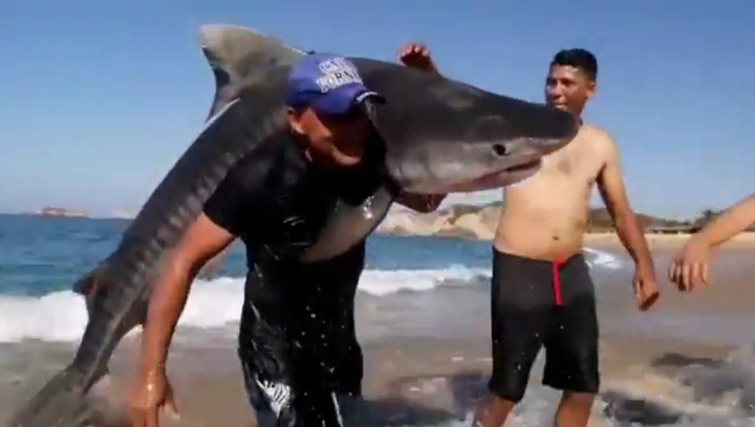 أكوامان المكسيكي.. صياد يشعل مواقع التواصل بعد اصطياده قرش النمر.. فيديو