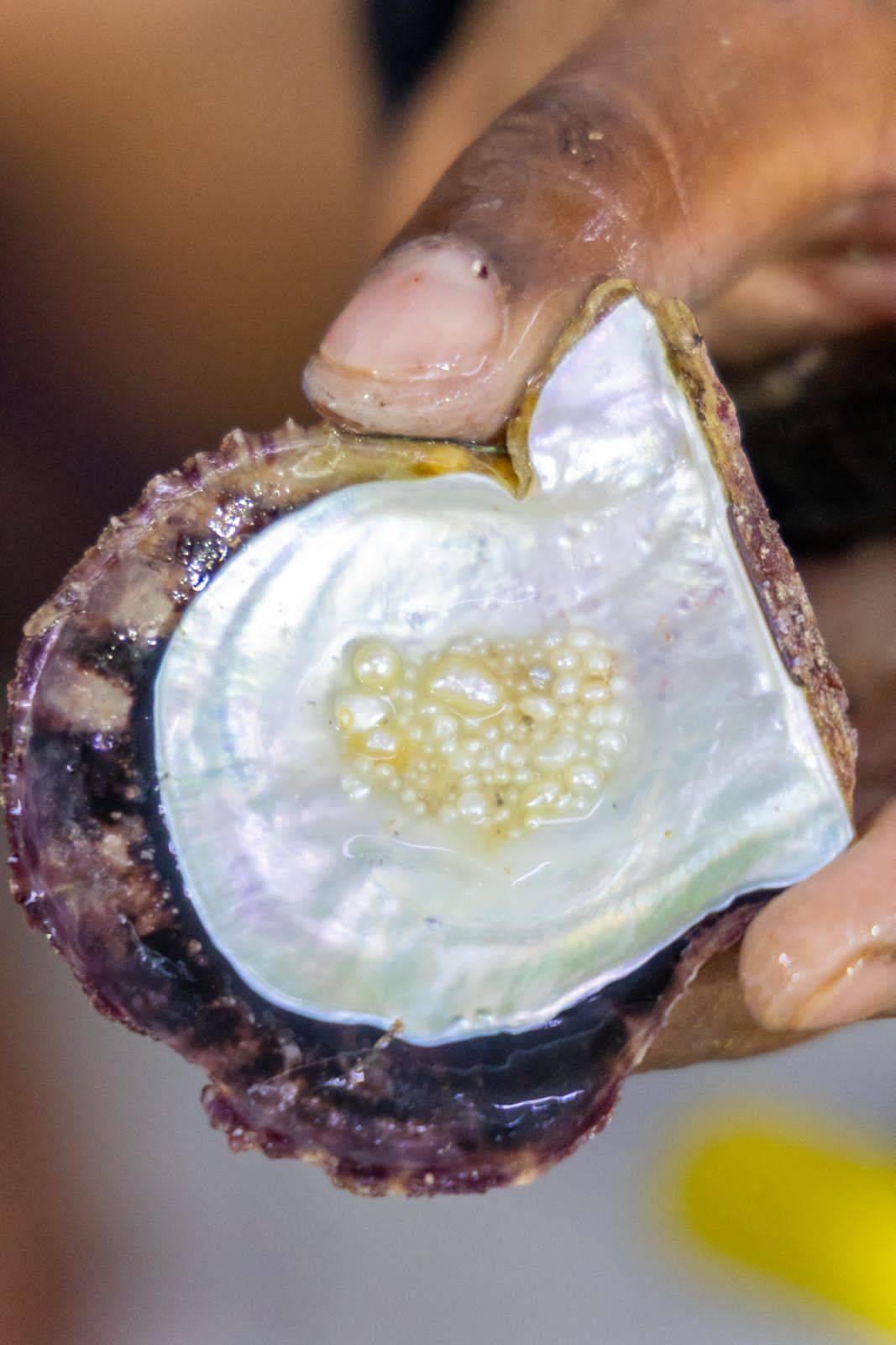 المعاودة يتوج بشوط خالد بن حمد لمسابقة الهير في موسم ناصر بن حمد للموروث البحري