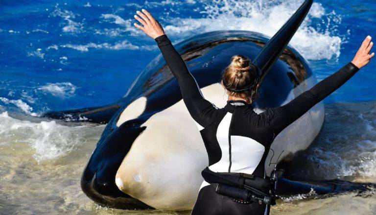 حوت الأوركا يقتل مدربته جيسيكا أثناء عرض مثير.. ما حقيقة القصة؟