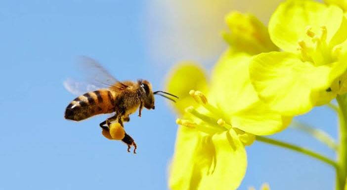 هل يعالج سم النحل آلام الركبة؟