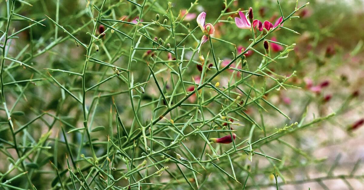 فوائد عشبة العاقول للصحة العامة والجسم