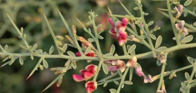 فوائد عشبة العاقول للصحة العامة والجسم