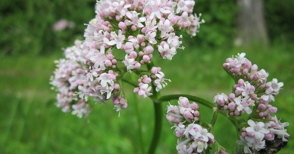 فوائد عشبة الناردين لتهدئة الأعصاب وتحسين جودة النوم