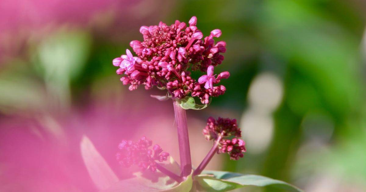 فوائد عشبة الناردين لتهدئة الأعصاب وتحسين جودة النوم