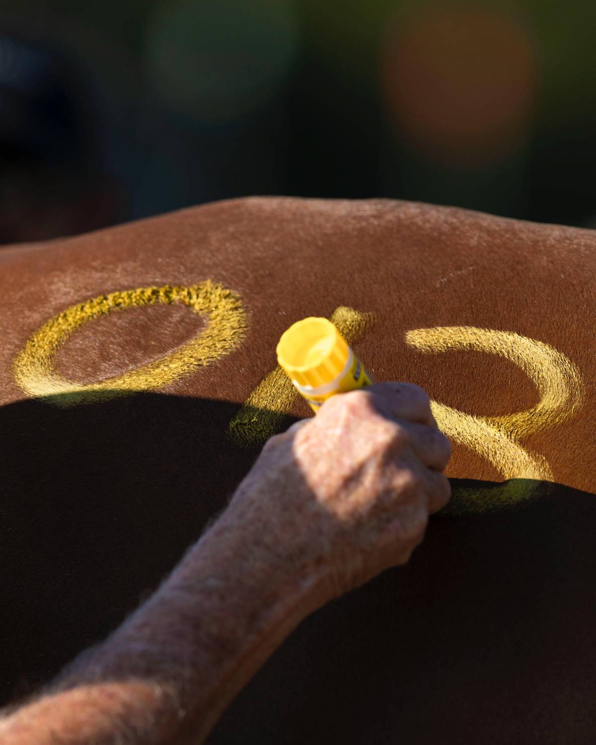 ناصر بن حمد يقود الفريق الملكي للقدرة في &laquo;راشفورد الدولي&raquo; بالمملكة المتحدة
