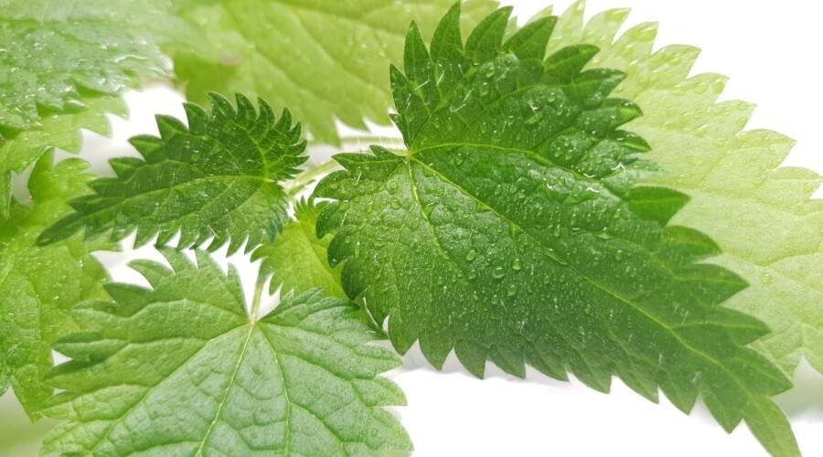 فوائد مذهلة لصحة الجسم.. هل يمكن لنبتة القراص علاج التهاب المفاصل؟