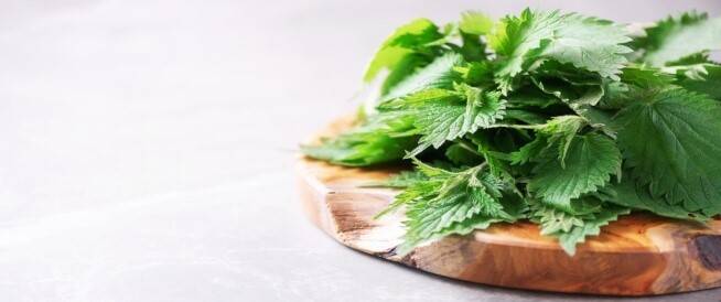 فوائد مذهلة لصحة الجسم.. هل يمكن لنبتة القراص علاج التهاب المفاصل؟