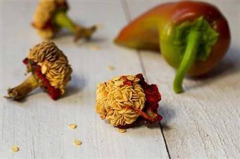 5 فوائد لبذور الفلفل الرومي.. منها تحسين الهضم