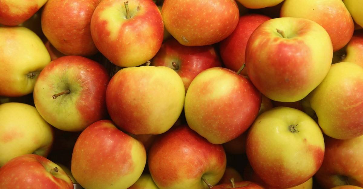 من تقوية المناعة إلى دعم القولون.. لماذا يجب عليك تناول التفاح البلدي يوميًا؟