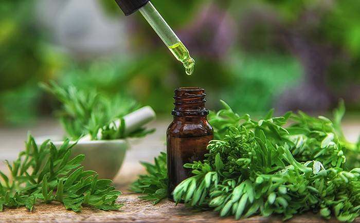 هل يعالج الشيح جرثومة المعدة ويُهدئ القولون؟ إليك فوائده المذهلة