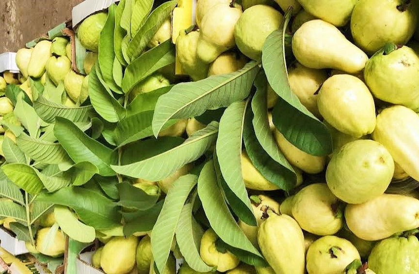 5 فوائد صحية لتناول الجوافة.. منها خفض الكوليسترول