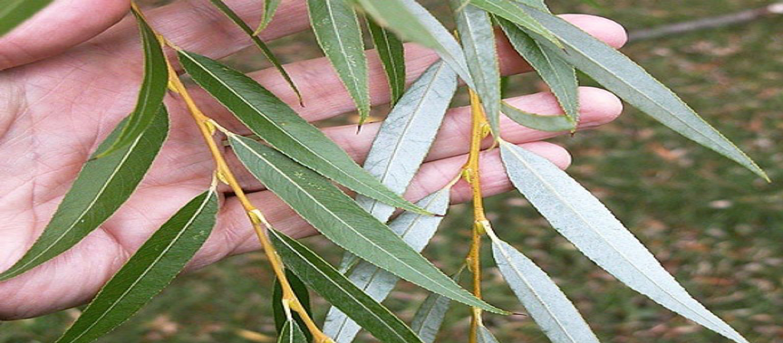 اكتشف قوة زيت الصفصاف.. من علاج حب الشباب إلى شعر خالٍ من القشرة