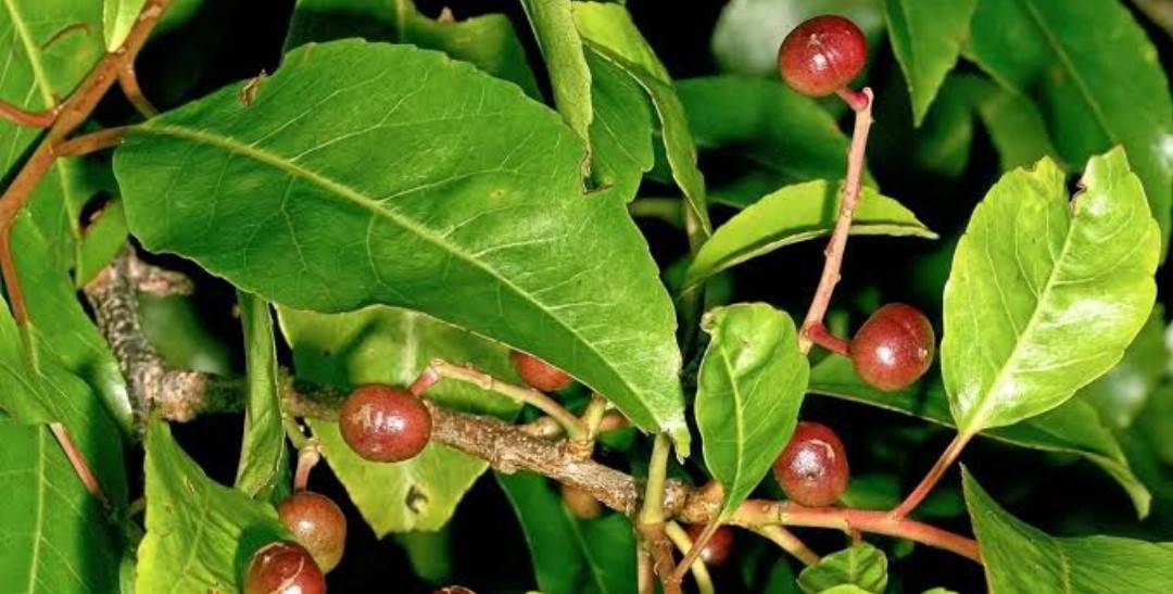 فوائد الخوخ الأفريقي للصحة العامة والجسم.. منها دعم صحة الكلى