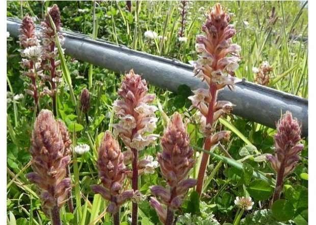 6 فوائد علاجية لنبات الهالوك.. منها علاج الإسهال