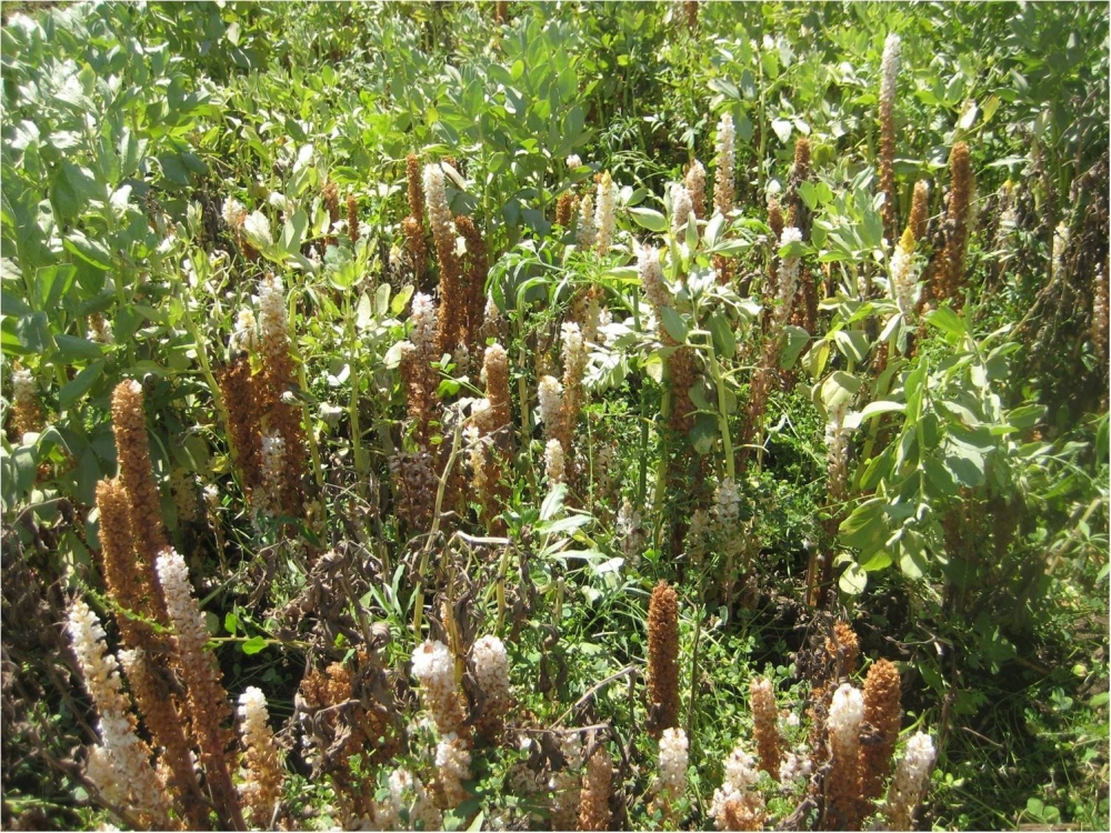 6 فوائد علاجية لنبات الهالوك.. منها علاج الإسهال