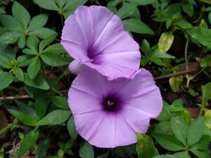 ما هو نبات ست الحسن وهل يمكن استخدامه طبيًا بأمان؟