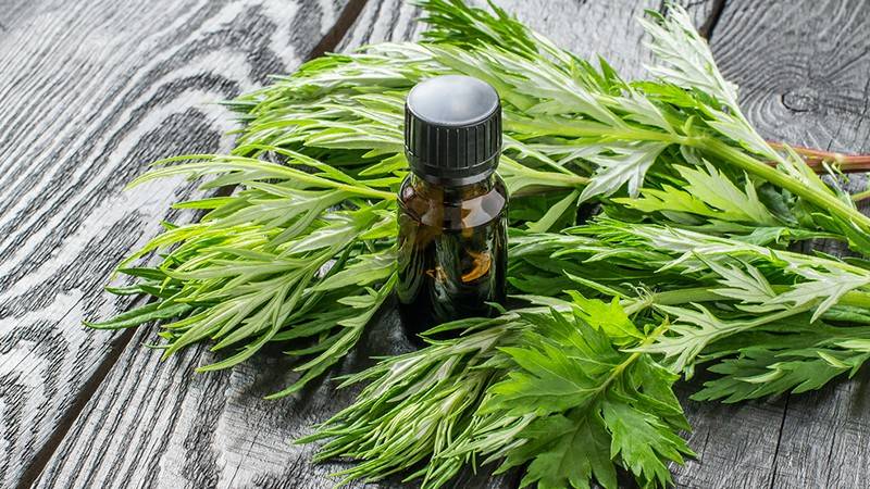 7 فوائد مدهشة لعشبة البعيثران.. نبتة عطرية تعزز الصحة والجمال