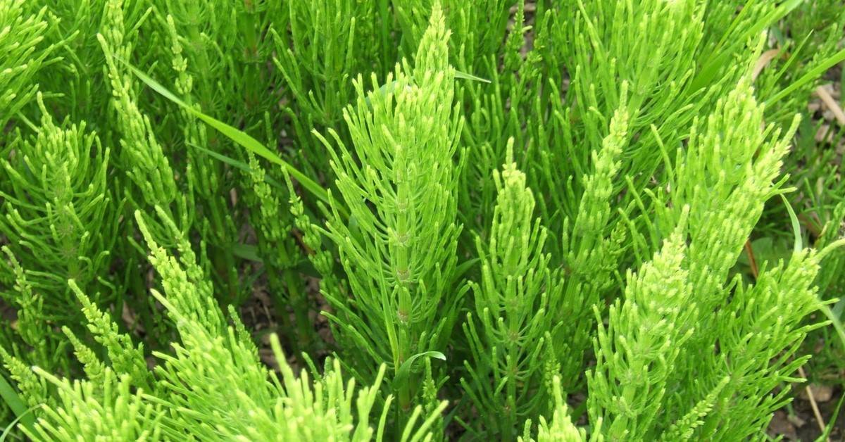 10 فوائد مذهلة لعشبة ذيل الحصان.. من تقوية العظام لعلاج تساقط الشعر